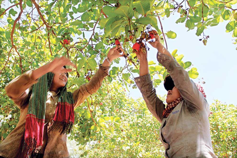Harvesting cashews in Kampong Cham Province.