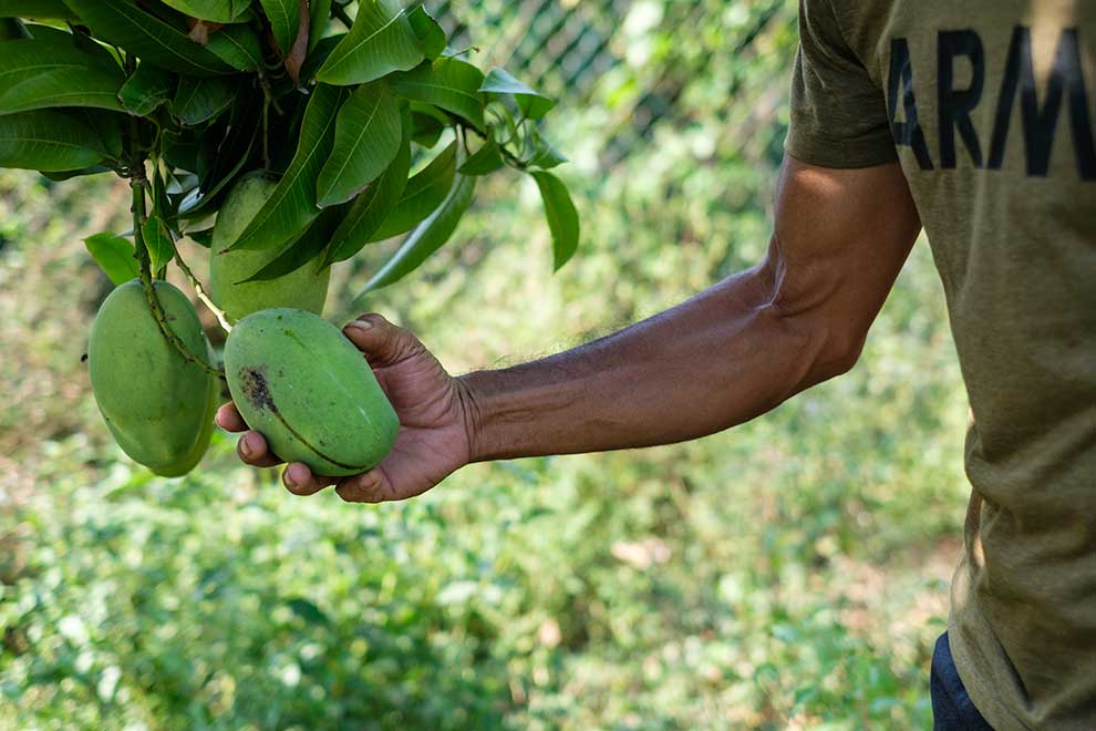 Mango farming in Kaoh Khsach Tonlea. POST STAFF