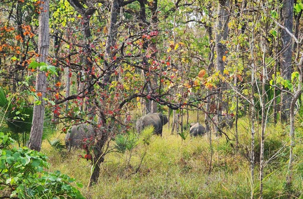 The herd of elephants caught by camera traps at the Sre Pok Wildlife Sanctuary in Mondulkiri province. MONDULKIRI ENVIRONMENT DEPARTMENT