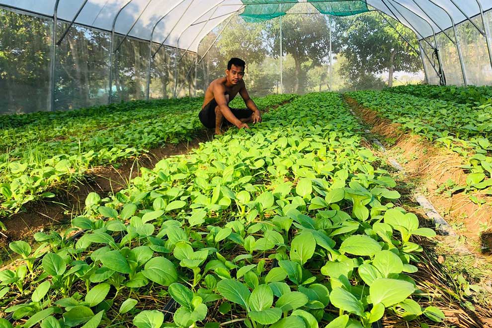 A farmer in the net house, the new technical innovation by ASPIRE. SUPPLIED