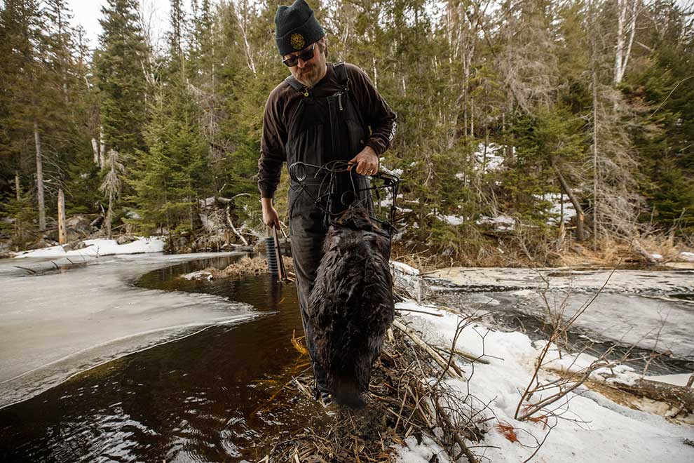 Ray Gall collects a beaver from one of his traps in Dunchurch, Ontario, Canada. AFP