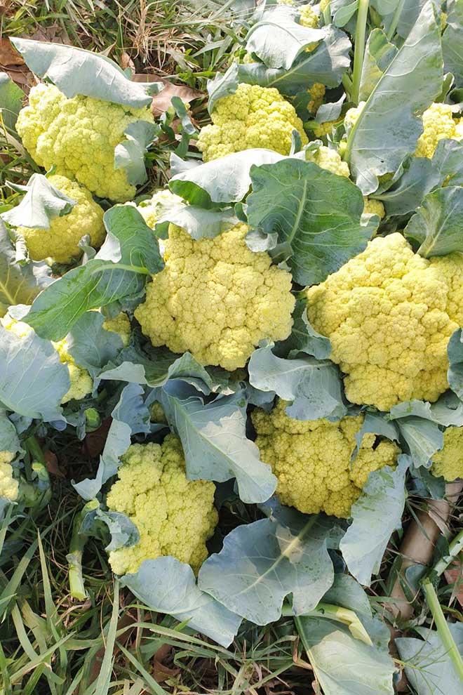 The farmers said yellow cauliflower was originally from China and has been grown in Cambodia for a few years now. SUPPLIED