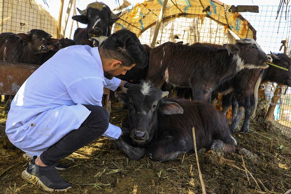Veterinarian Karrar Ibrahim Hindi examines a sick buffalo at a farm in the marshes of Iraq’s southern district of Chibayish in Dhi Qar province on March 26. AFP