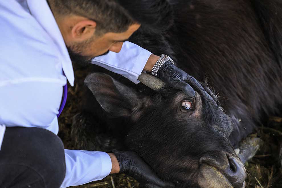 Veterinarian Karrar Ibrahim Hindi examines a sick buffalo at a farm in the marshes of Iraq’s southern district of Chibayish in Dhi Qar province, on March 26. AFP