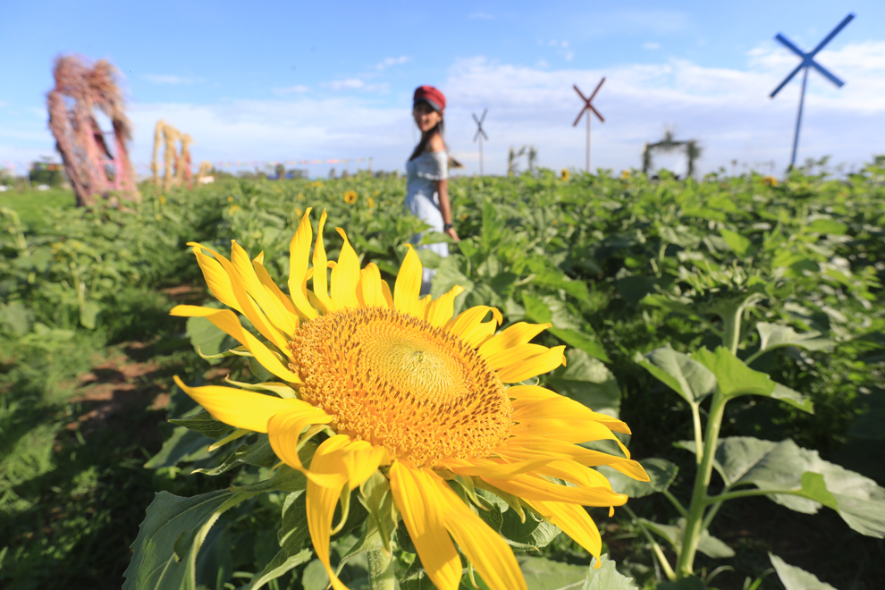 Sunflowers in bloom for Khmer New Year.