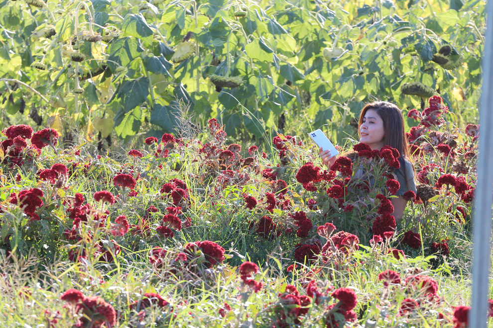 A woman takes a picture of cockscomb flowers at the garden.