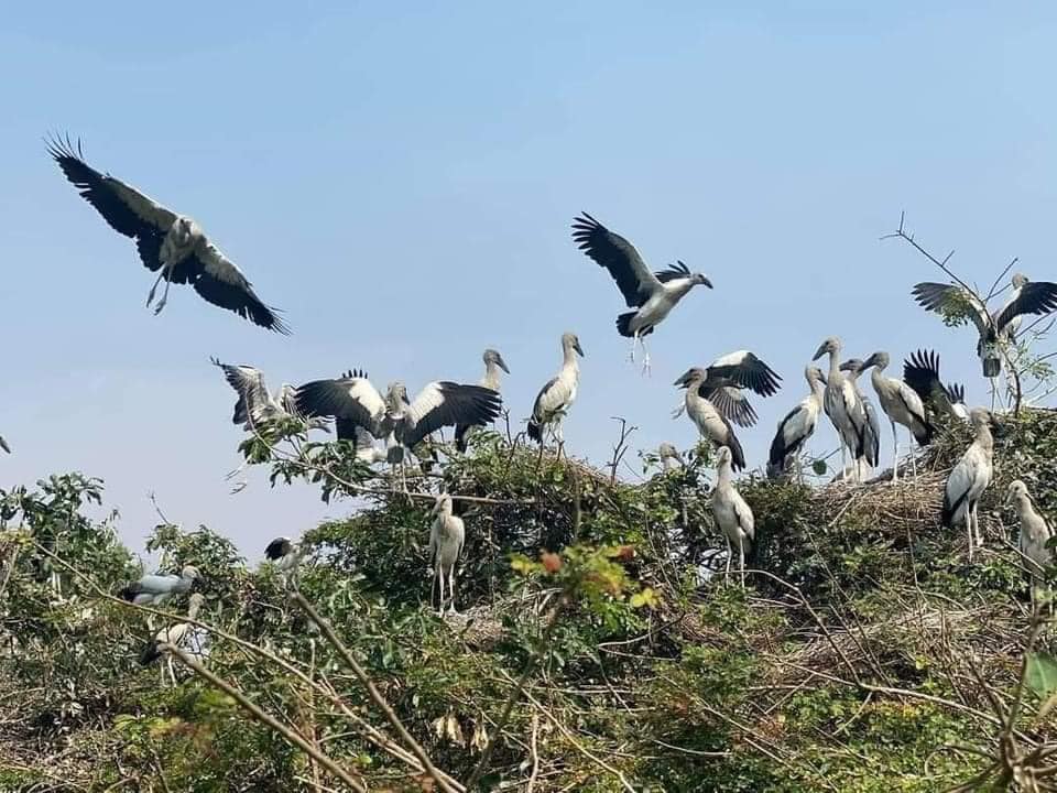 The sanctuary contains more than 10 species of birds, the most common of which are the Asian openbill. Cormorants, herons, ibis, and peacocks are also found there, while the largest species is the pelican. FACEBOOK