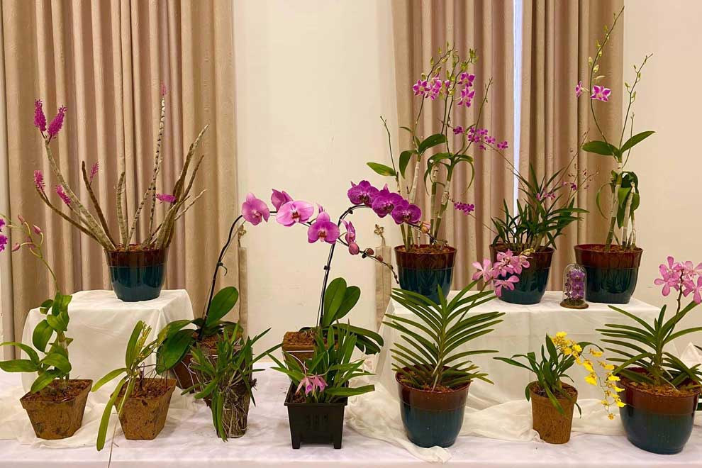 Several varieties of orchids on display on May 5. SOK VICHEA VIA FACEBOOK