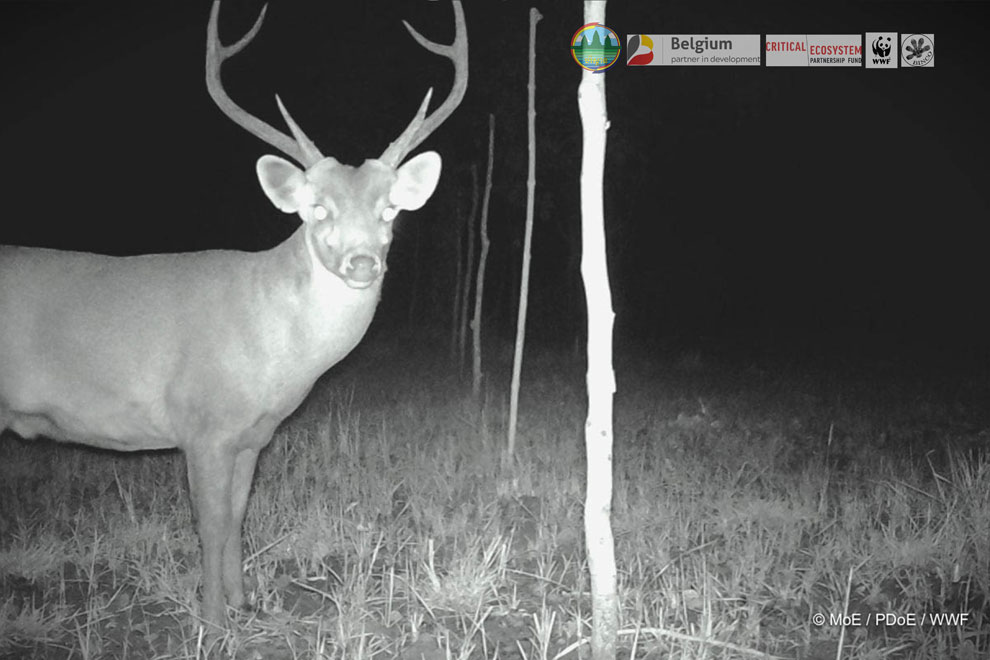 Endangered hog dears caught by camera trap at the grassland habitats of the Prek Prasob Wildlife Sanctuary, in Kratie province. WWF-CAMBODIA