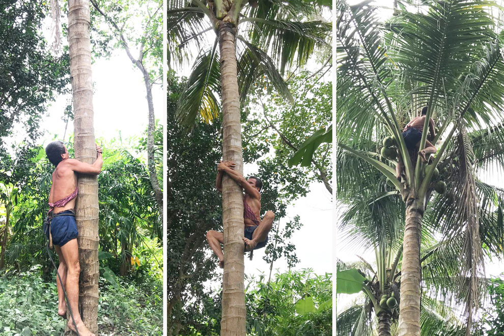 Pheng Chan climbs coconut trees and picks fruit most days in Tbong Khmum province. SUPPLIED