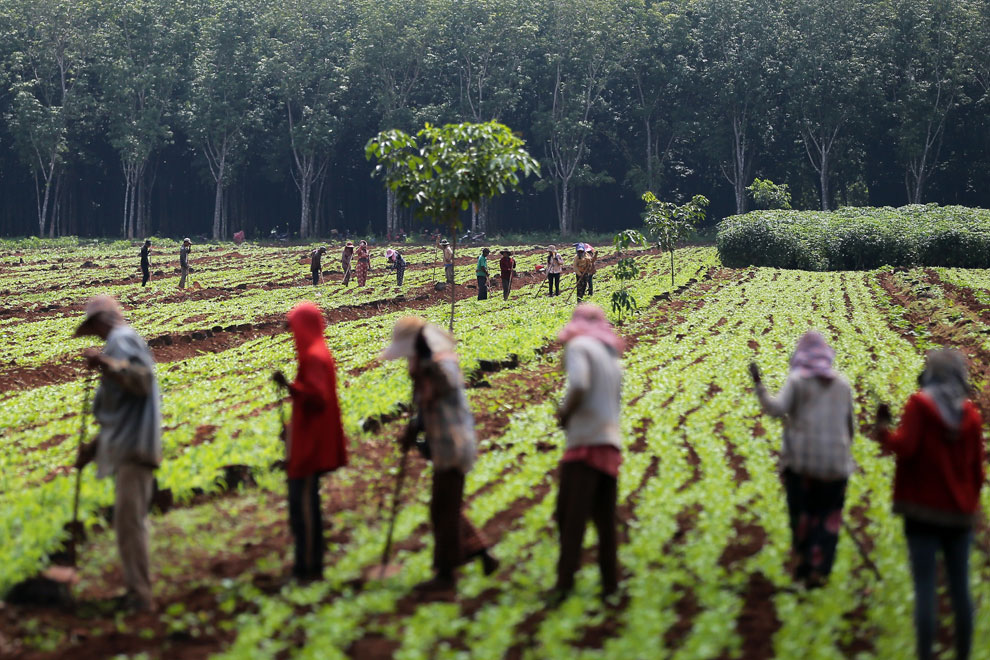 Workers toil away on a cassava farm in Kampong Cham province in August. Cambodian cassava production may receive a boost from a trade deal with Bangldesh, since the South Asian country imports roughly nine-tenths of the starch used in its food, textile and pharmaceutical industries, according to the Asian Development Bank.