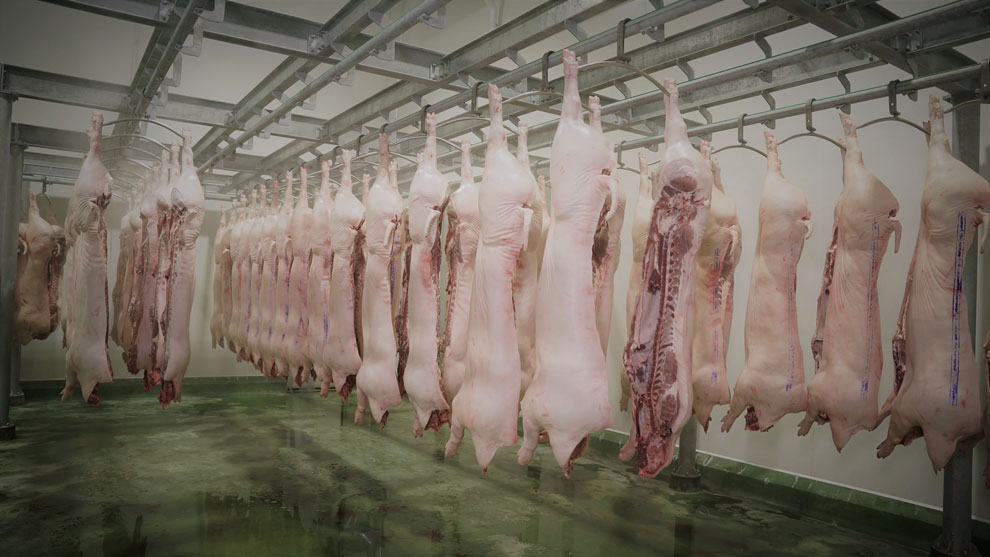 CP selects pig breeds for healthiness, with the best animal husbandry practices employed. PHOTO SUPPLIED