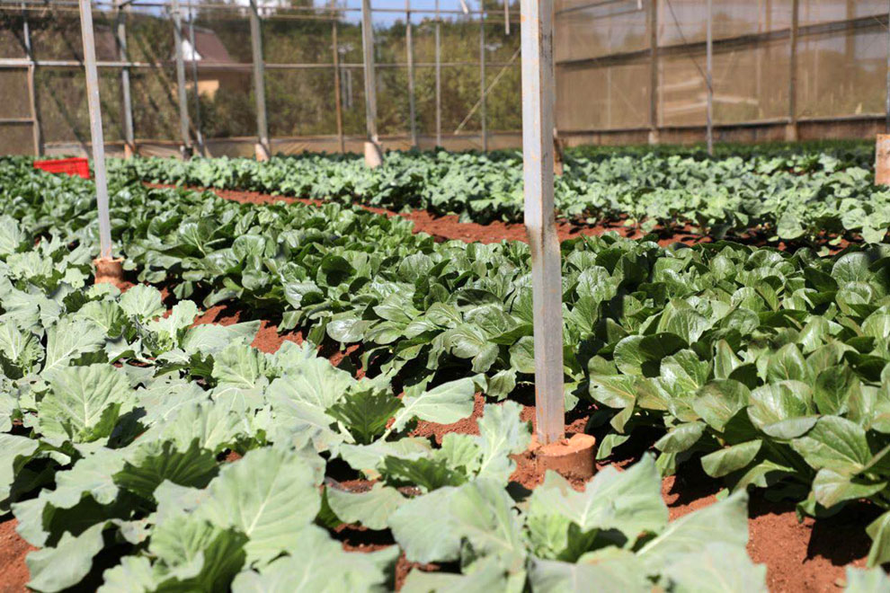 The Ministry of Agriculture, Forestry and Fisheries and the International Fund for Agricultural Development (IFAD) launched ASPIRE with its initial operational period running from 2015 to 2022. AGRICULTURE MINISTRY