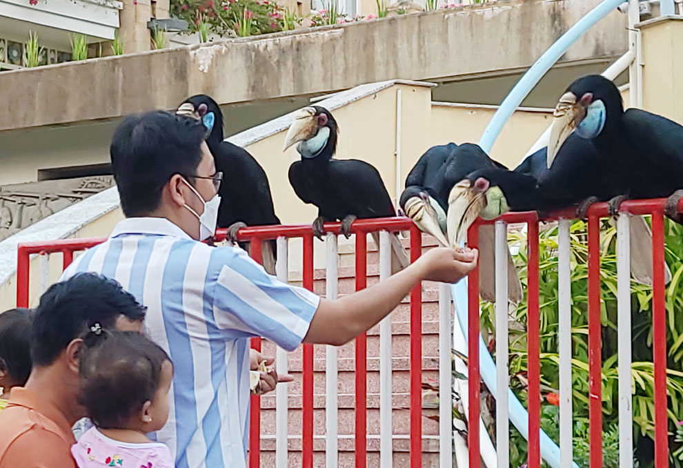 Hornbills were eating food from visitors' hands at Wat Phnom. HONG RAKSMEY