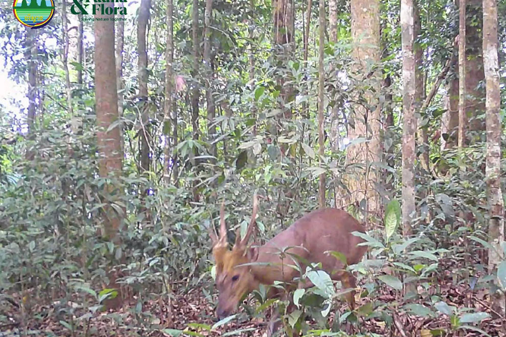 A rare large-antlered muntjac, Muntiacus vuquangensis, recently caught on camera in northeastern Cambodia's Virachey National Park. FAUNA AND FLORA