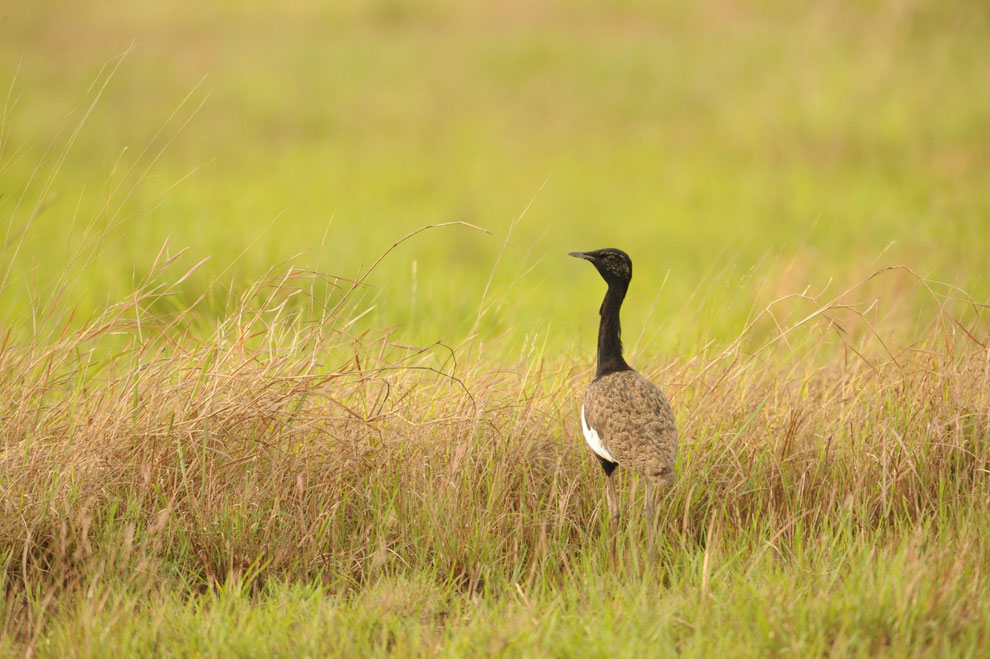 The environment ministry noted that the Northern Tonle Sap Protected Landscape is currently the only sanctuary in Southeast Asia that hosts the Bengal florican. WCS CAMBODIA