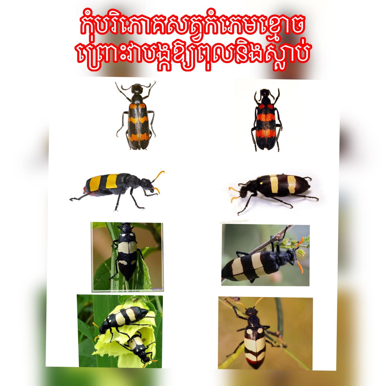 Ministry of Health’s Communicable Disease Control Department (CDC) shows the pictures of toxic blister beetles. CDC