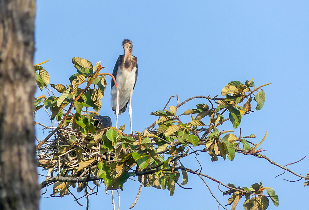 WCS Wildlife Research Group found nesting site for the giant and small ibis at Keo Seima Wildlife Sanctuary in Mondulkiri province on November 22, 2023. WCS