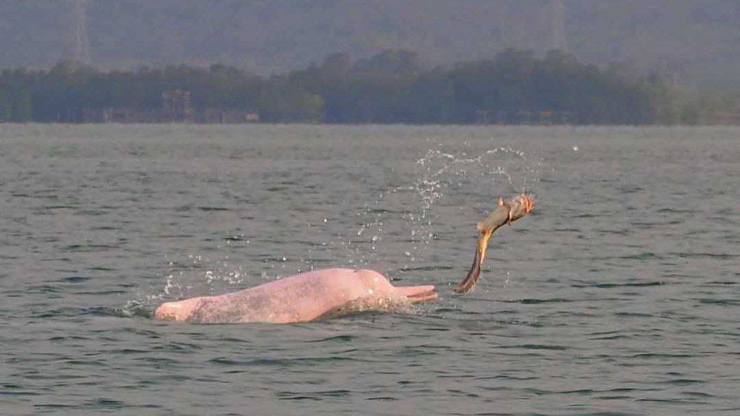 A graceful pink dolphin swims in the coastal waters off the Kingdom’s Kampot province in December 2023. Kampot agriculture department