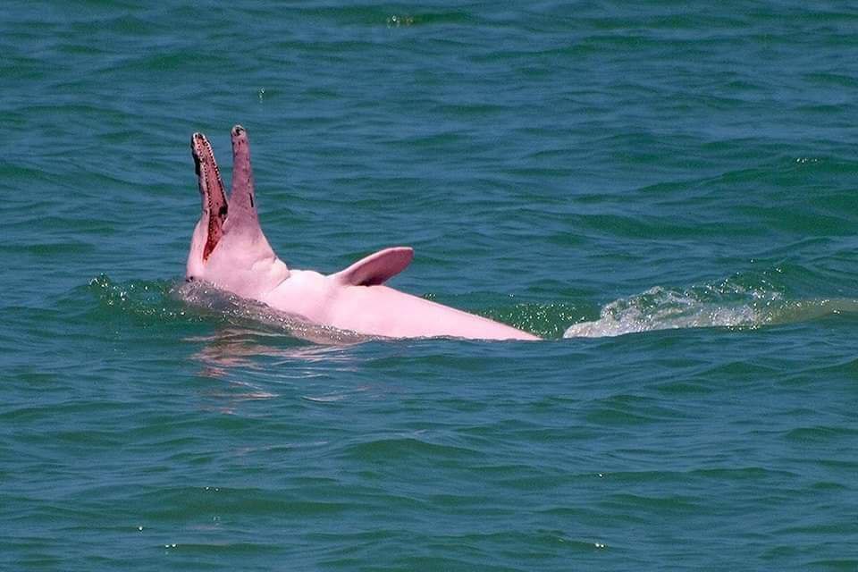 A graceful pink dolphin swims in the coastal waters off the Kingdom’s Kampot province in December 2023. Kampot agriculture department