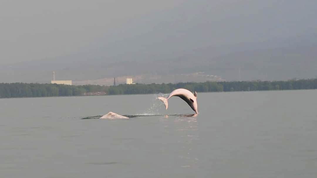 A graceful pink dolphin swims in the coastal waters off the Kingdom’s Kampot province in December 2023. Kampot agriculture department
