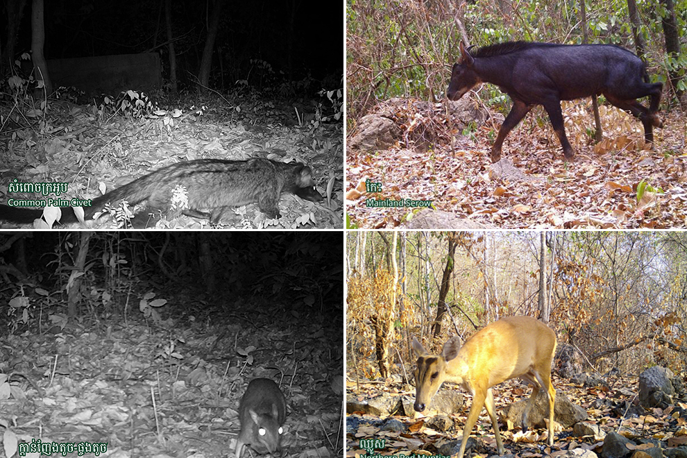 A selection of species which can be found in the Kingdom's forests. Although the trade in bush meat is decreasing, many species remain under threat. Environment Ministry