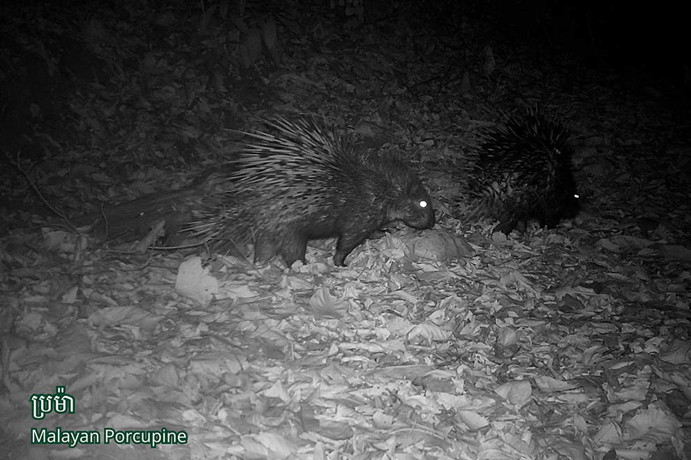 The nocturnal Malayan porcupine, seen here at night when it is most active, also falls prey to snares and hunters, who desire its quills and its meat. Environment Ministry