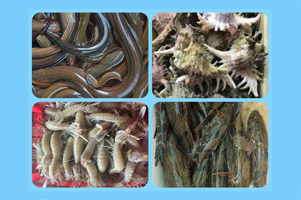 Live lobsters, eels, elephant fish and snails were approved for export to China in August 2023, according to a social media post by the Chinese embassy in Phnom Penh. Supplied