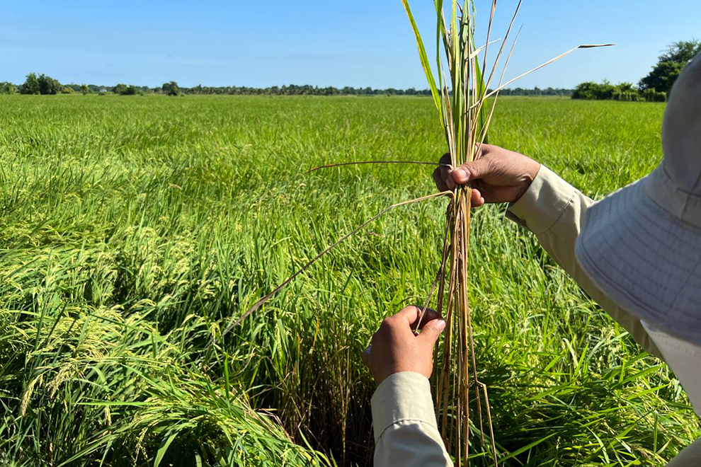 A team member from the Battambang provincial agriculture department assesses damage to rice crops caused by brown planthoppers (Nilaparvata lugens) in Bavel commune, Bavel district. Battambang provincial agriculture department
