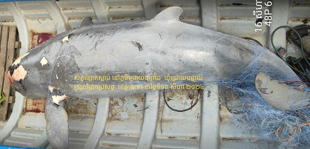 The female teenage dolphin which was found dead near Anlong Kampi, in Kratie province’s Prek Prosop district on August 16. MAFF
