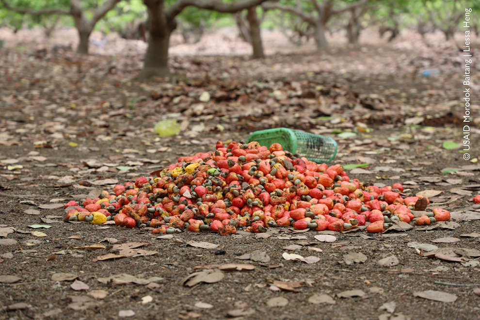 Cashew apples, previously discarded by farmers, are now being used to produce a premium liqueur. USAID Morodok Baitang