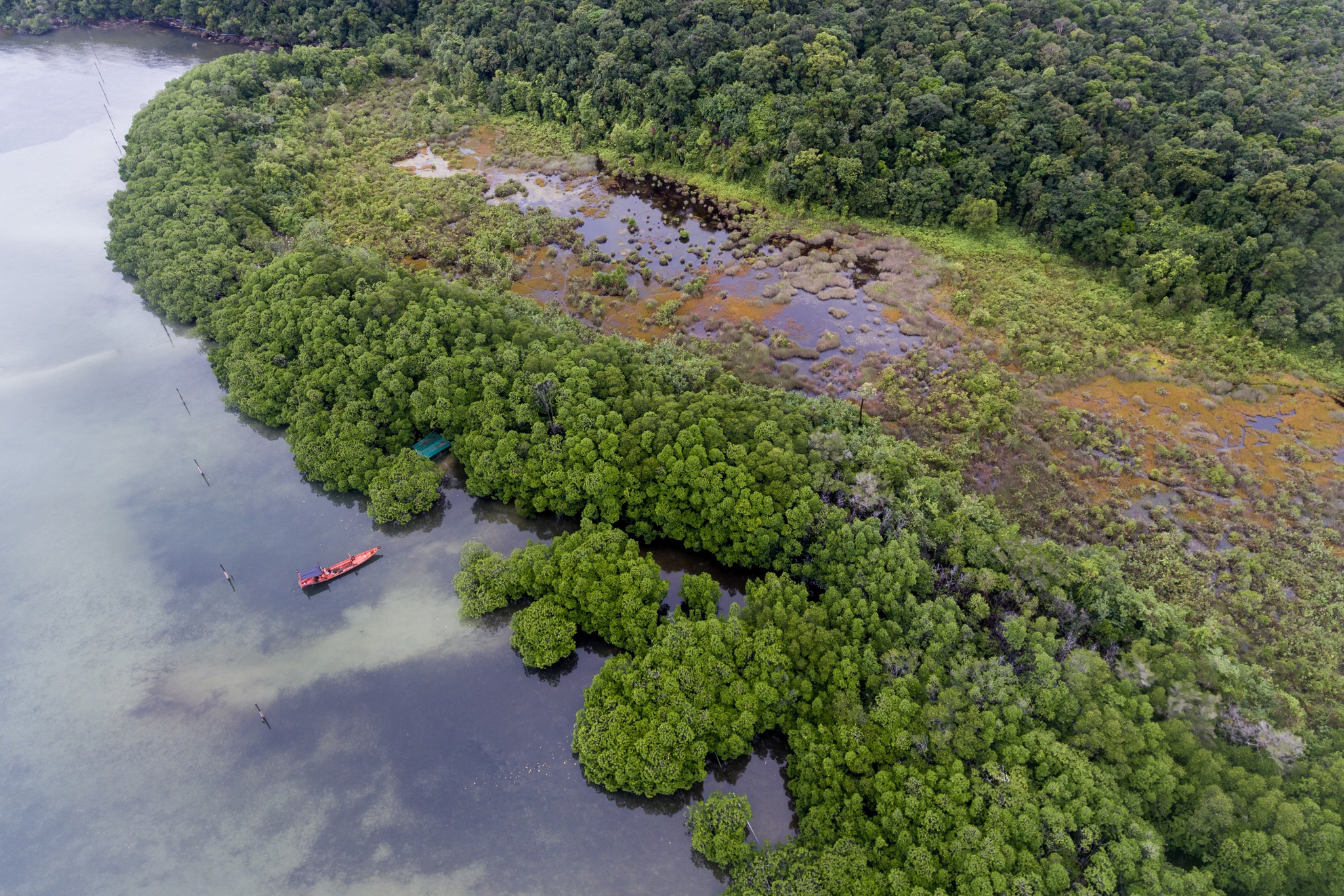 Mangrove forests support thousands of marine species, contributing to biodiversity and ecosystem health. Flora & Fauna – Cambodia Programme