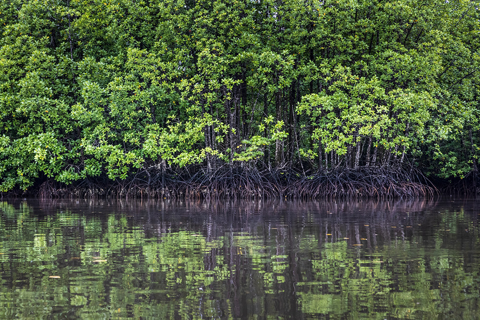 The Ministry of Environment signed a cooperation agreement with the International Mangrove Center (IMC) in Shenzhen, China on October 13. Flora & Fauna – Cambodia Programme