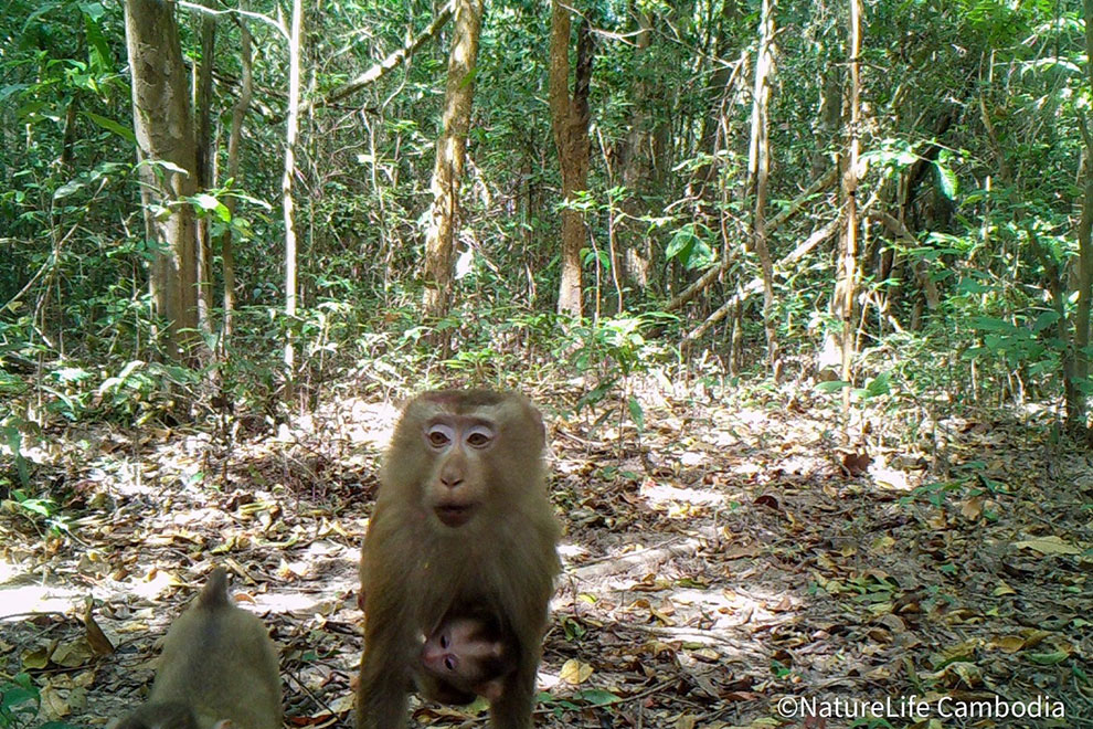 A northern pig-tailed macaque (Macaca leonina) caught on film during the survey, which was conducted across 1,272 square kilometres of forest. NatureLife Cambodia
