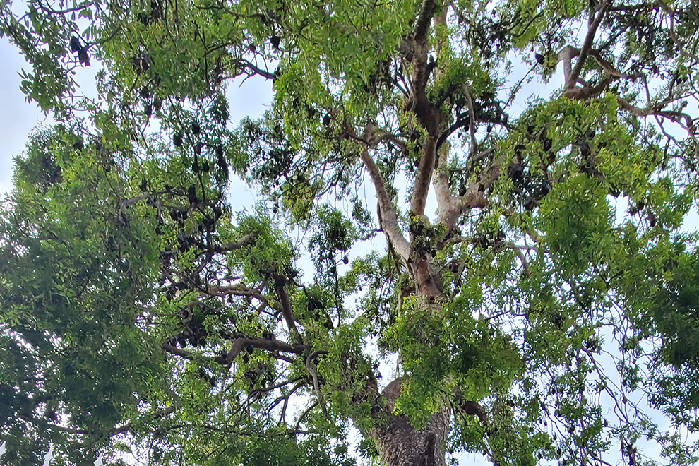 Phnom Penh was once the only capital city in Asia to host a large population of flying foxes in its urban heart, making it an anomaly in the region. Hong Raksmey
