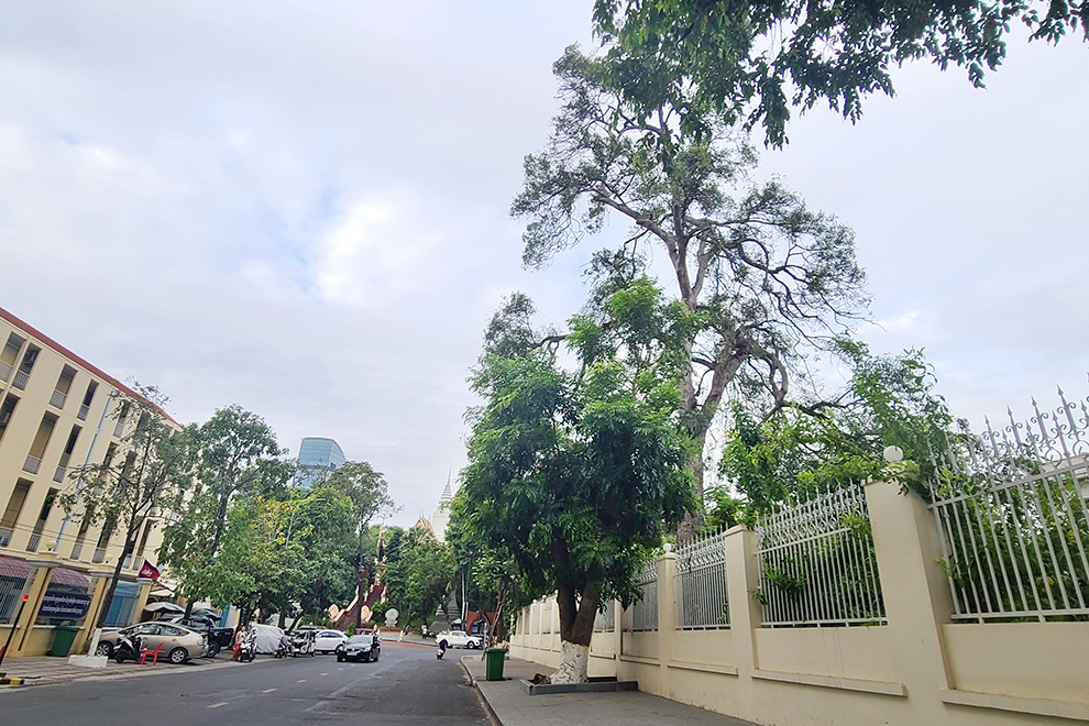 The absence of the once-noisy flying foxes, which used to attract tourists, now defines the quiet at the Wat Phnom historical site. Hong Raksmey