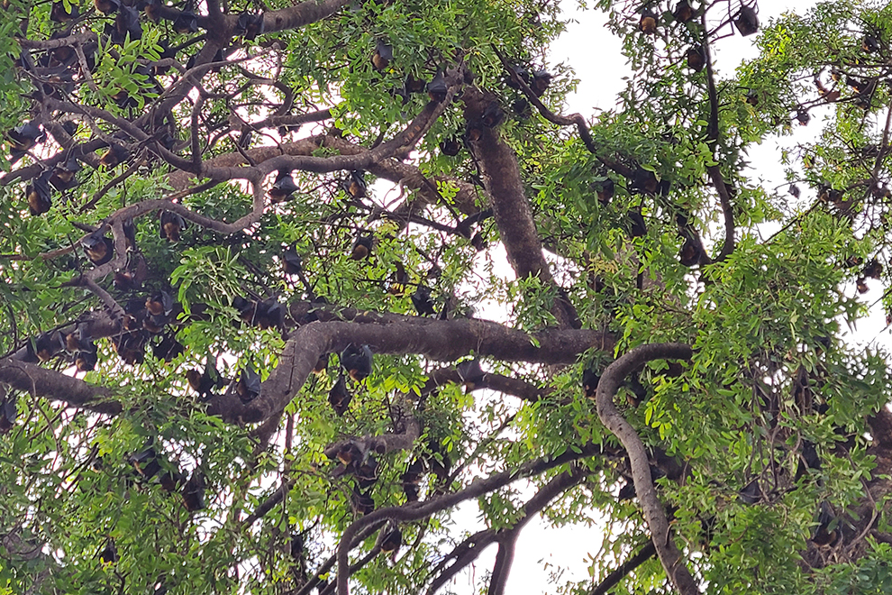Bats play a vital role in pest control, pollination and seed dispersal, directly benefiting local agriculture and natural environments. Hong Raksmey
