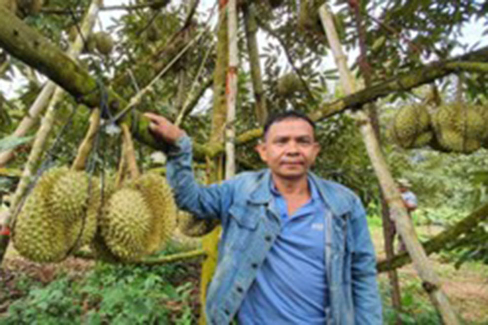 Soem Sochet pictured with some of the durian he grows using his innovative cultivation techniques in non-traditional soil. Supplied