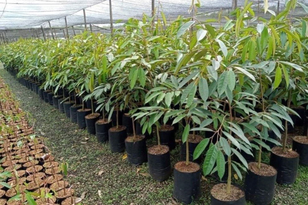 Row of durian seedlings ready for planting in various soils. Supplied