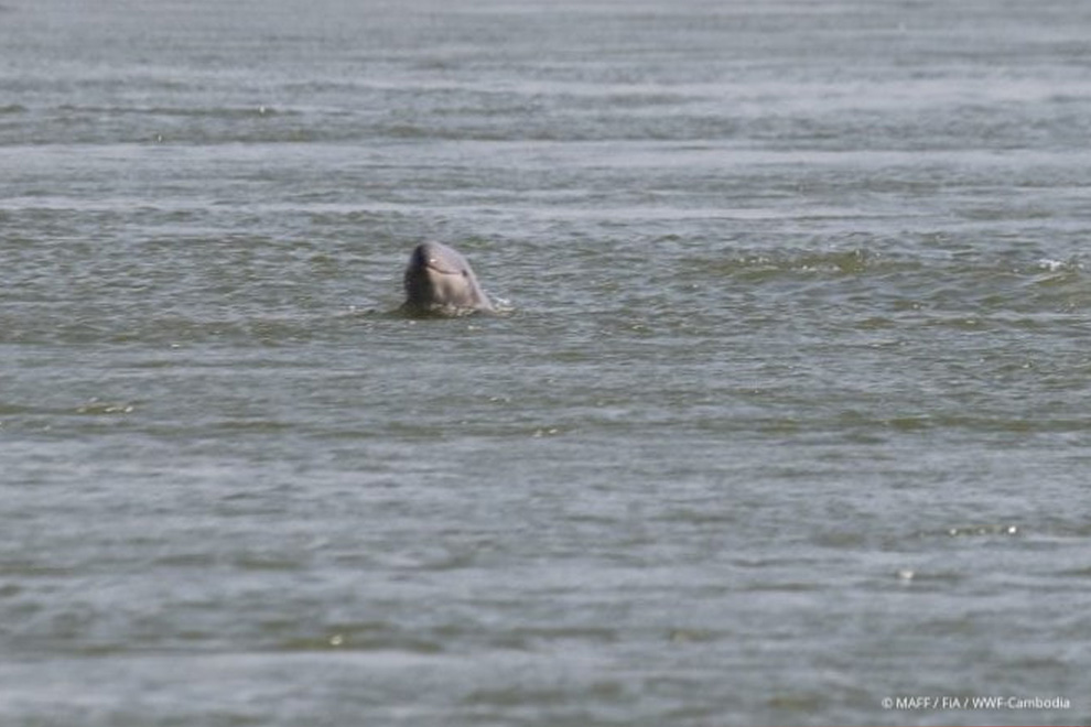 The third dolphin calf born this year was spotted on February 9 in Anlong Chroy Banteay in Prek Prasob district, Kratie province. WWF Cambodia
