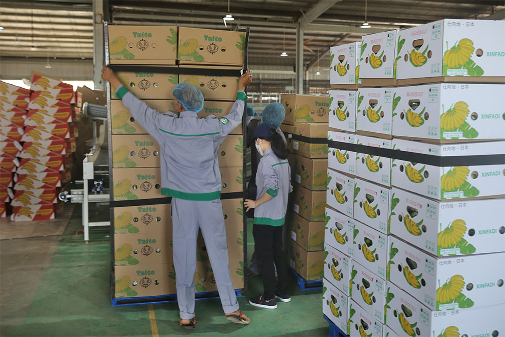 Bananas are sorted by size and packed into boxes before being sent to market. Hong Raksmey