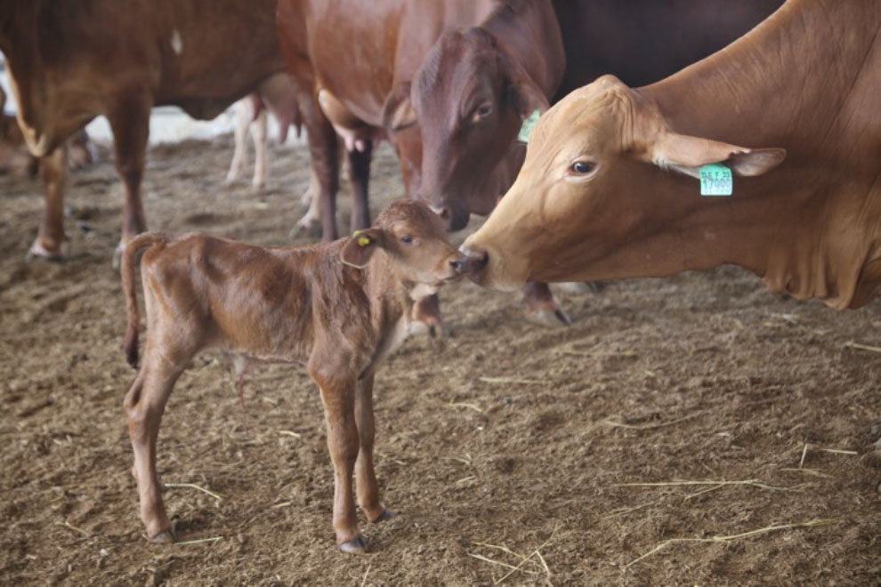 More than 240,000 cattle are being raised for meat on concession farms in Ratanakiri and Kratie provinces. Hong Raksmey