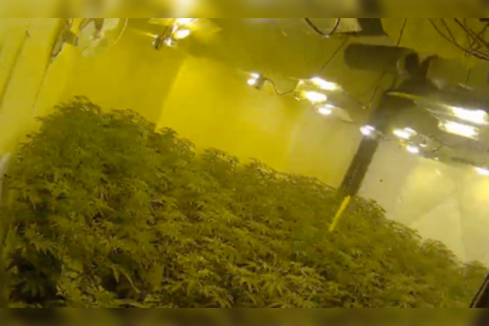 One of the cannabis farms in the UK ran by the Vietnamese gang. PHOTO: NATIONAL CRIME AGENCY/VIET NAM NEWS