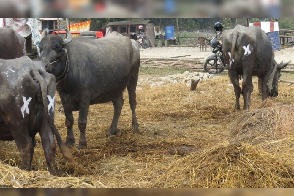 Tricks to deter tiger attacks in Nepal