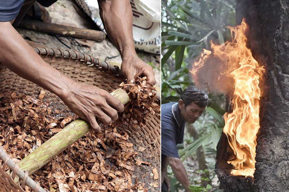The making of a Kouy traditional torch and the sustainable collection of resin. Supplied
