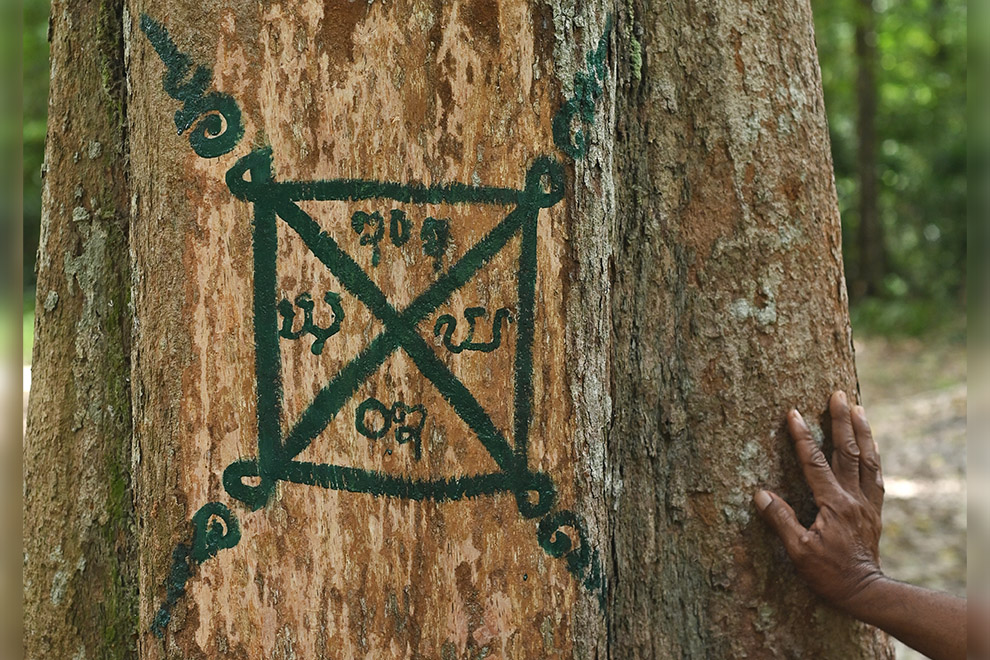 SakYant protection tattoos on trees in the Chom Pen community. Supplied