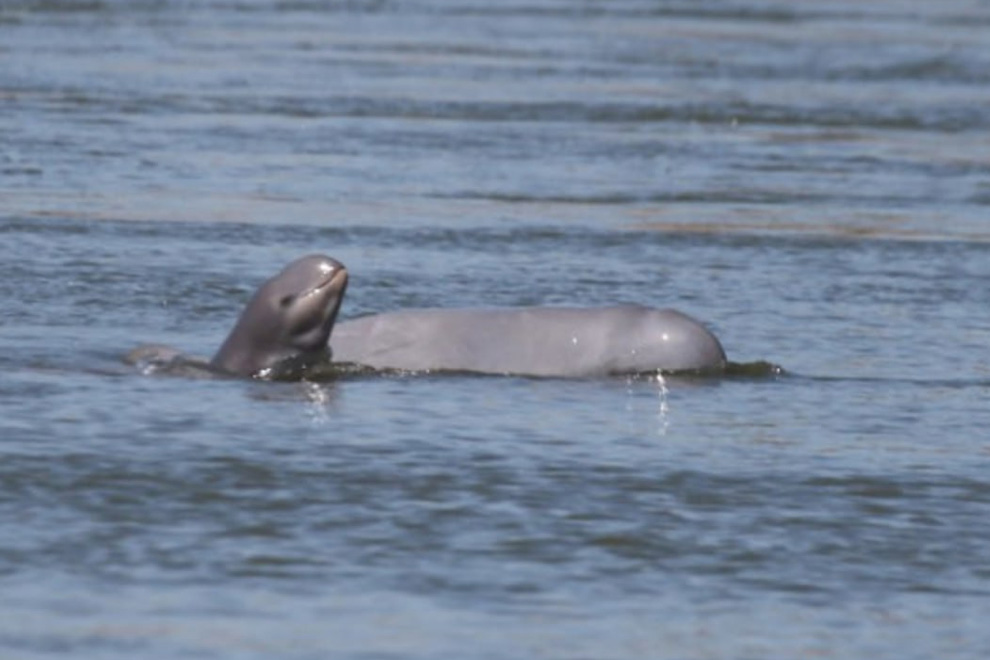 The fifth calf birth recorded this year brought the current Mekong River dolphin population to 109. WWF-Cambodia