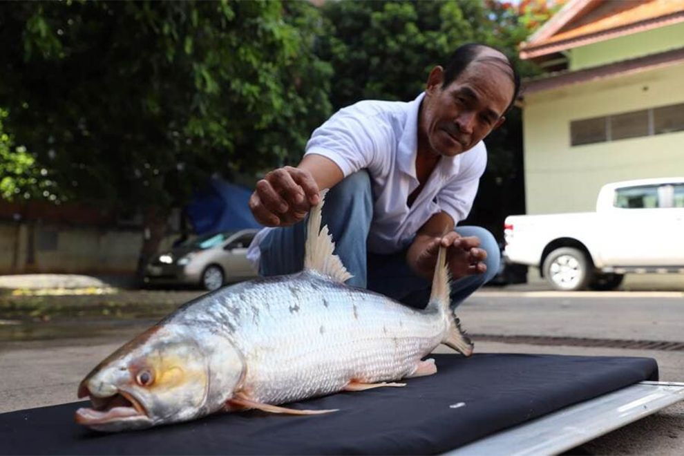 An example of the giant salmon carp was caught in Stung Treng province in 2022 after being unseen for 20 years. Wonders of the Mekong