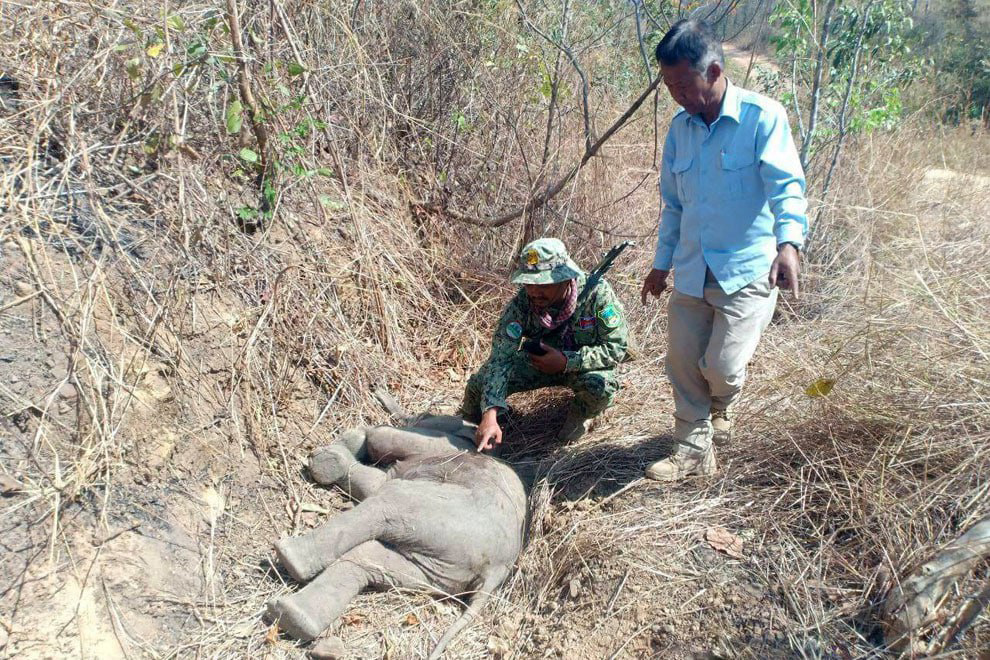 A bay elephant calf was shot dead by poachers in a Mondulkiri province protected area in 2024. Environment ministry