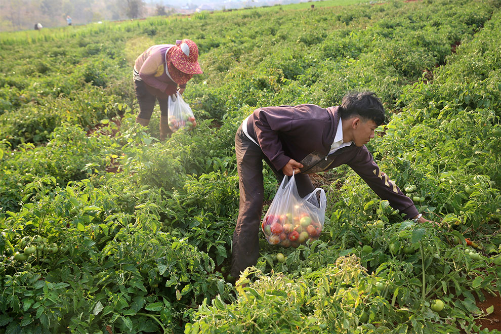 Farmers pick tomatoes at a farm in Mondulkiri province. Hong Raksmey